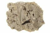 Jurassic Crocodile (Goniopholis) Tooth - New Mexico #189121-1